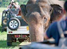 Go on a safari in Minneriya National Park 