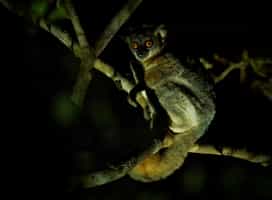 Spot the nocturnal residents on a night walk