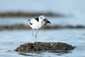Go on a birding safari around Benguerra Island