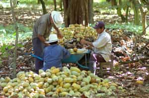 Enjoy a taste of Costa Rica in the Campesino Farm
