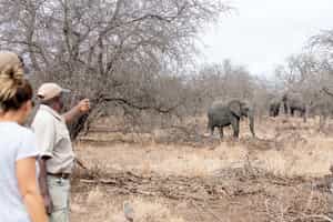 Take a guided walking safari in the central Kruger