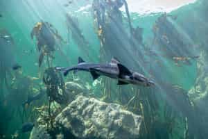 Go snorkeling in Cape Town's kelp forests
