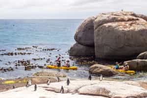 Kayak with penguins at False Bay, Cape Town
