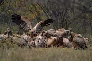 Take in the sights of the Cape Vulture Conservancy