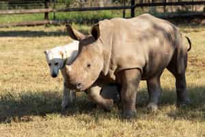 Visit Hoedspruit's Endangered Cheetah/Rhino Center