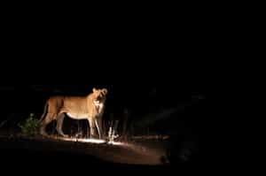 Seek out Kapama's wildlife on a night drive