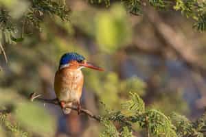 Look out for Kapama's diverse birdlife