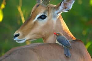 Spot Karongwe's critters on a walking safari