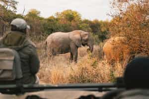 Seek out Klaserie's wildlife on a game drive