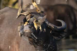 Search for the incredible birdlife of Klaserie