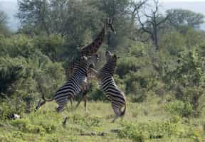 Meet Makalalali's wild residents on a game drive