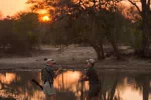 Embark on a guided walking safari in Manyeleti 