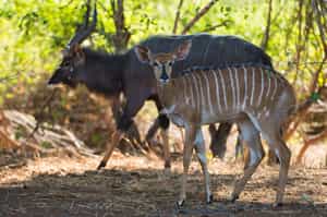 Track wildlife on a game drive in Northern Kruger