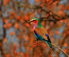 Spy a plethora of birdlife in Manyeleti