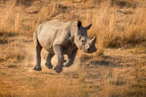 Go on a rhino tracking experience in Manyeleti