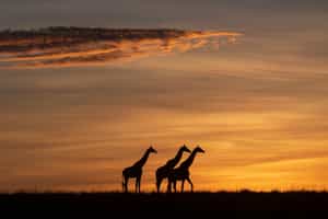 Spot Manyeleti's wildlife on a guided night drive