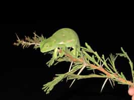 See unique wildlife on a night drive in Sabi Sands