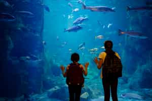 Visit Cape Town's Two Oceans Aquarium