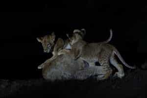 Spy shy wildlife on a night drive in Sabi Sands
