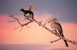 Spot amazing birdlife in the Sabi Sands