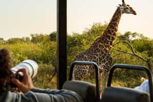 Track the unique wildlife in the Southern Kruger