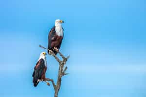 Spot the unique bird species in Southern Kruger