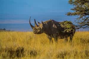 Spot animals of Thornybush on a game drive