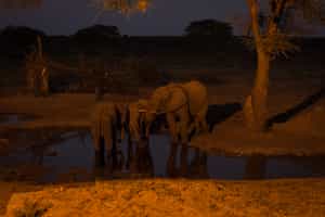 Take a thrilling night drive through Karongwe