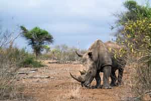 Track White Rhino on a walk in Mosi o Tunya