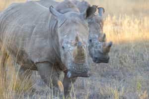 Visit the Community Rhino Conservation Initiative