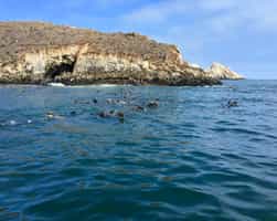 Spot sea lions and penguins at Palomino Islands