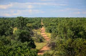 See Mt. Gorongosa’s hidden trails & coffee tour