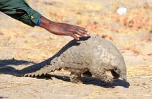 Visit Gorongosa's pangolin rescue centre