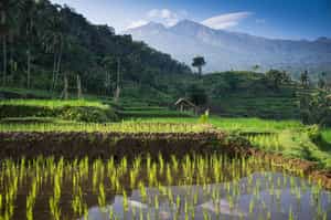 Take a hike through the rice terraces of Senaru