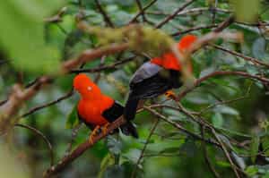 Try the "Cock of the Rock" nature walk
