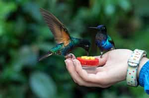 Half Day Excursion to the Hummingbird Paradise