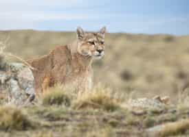 See pumas during a hike in Torres Del Paine