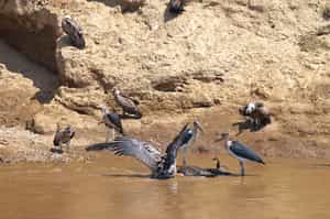 Learn about the Kenya Bird Map project