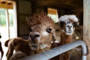 Visit the Awanacancha weaving centre and farm