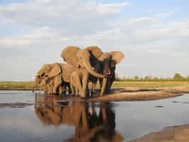 Visit the Elephant Havens Wildlife Foundation