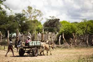 Learn about community conservation in Hwange