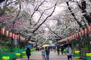 Discover the many attractions of Ueno Park, Tokyo