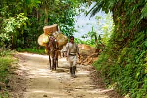 Visit a local community in Tayrona on a day trip