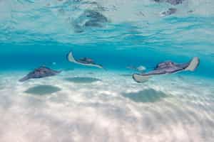 Go Snorkeling / Kayaking in Post Office Bay 