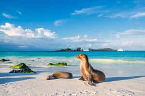 Explore Mosquera Island's wildlife on foot 