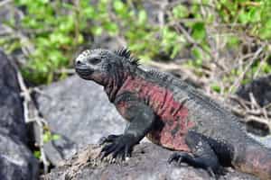 Spot wildlife on a Dragon Hill trail walk