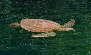 See green turtles at Black Turtle Cove, Santa Cruz