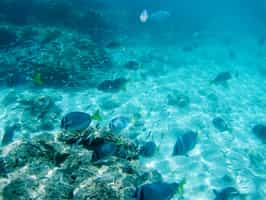 Go snorkeling around Sombrero Chino Island