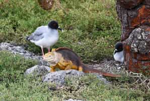 See the wildlife of Genovesa Island on a boat ride