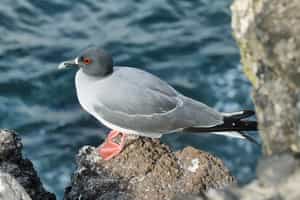 See the birdlife of Darwin Bay, Genovesa Island